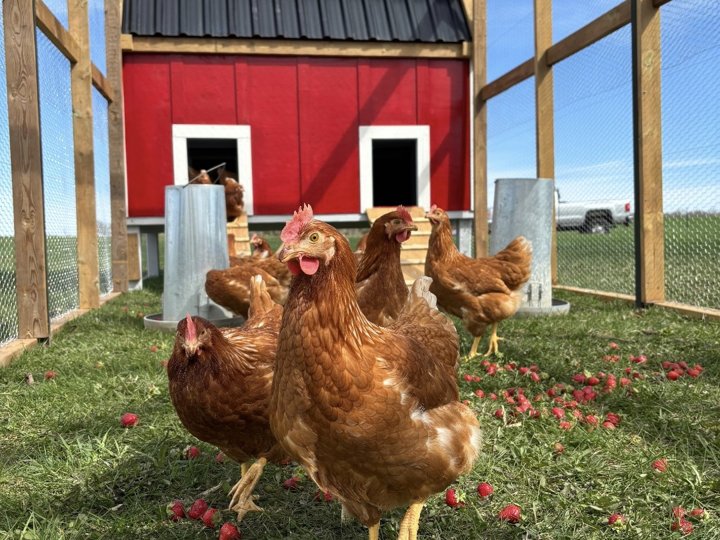 Hens in front of the barn